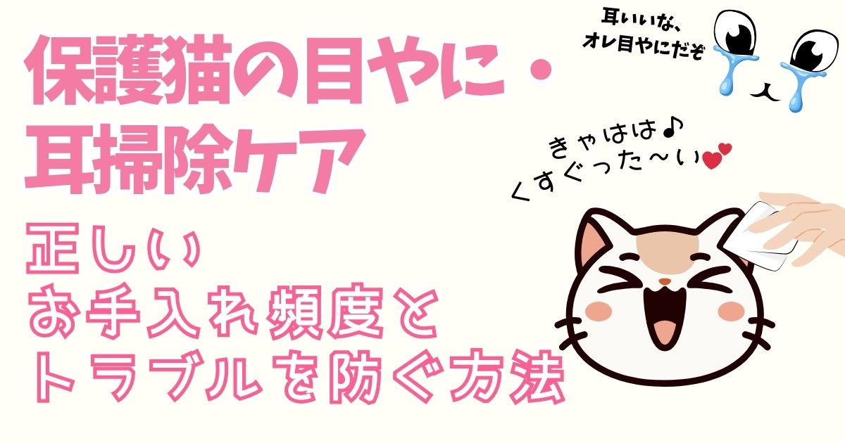 保護猫の目やに・耳掃除ケア｜正しいお手入れ頻度とトラブルを防ぐ方法