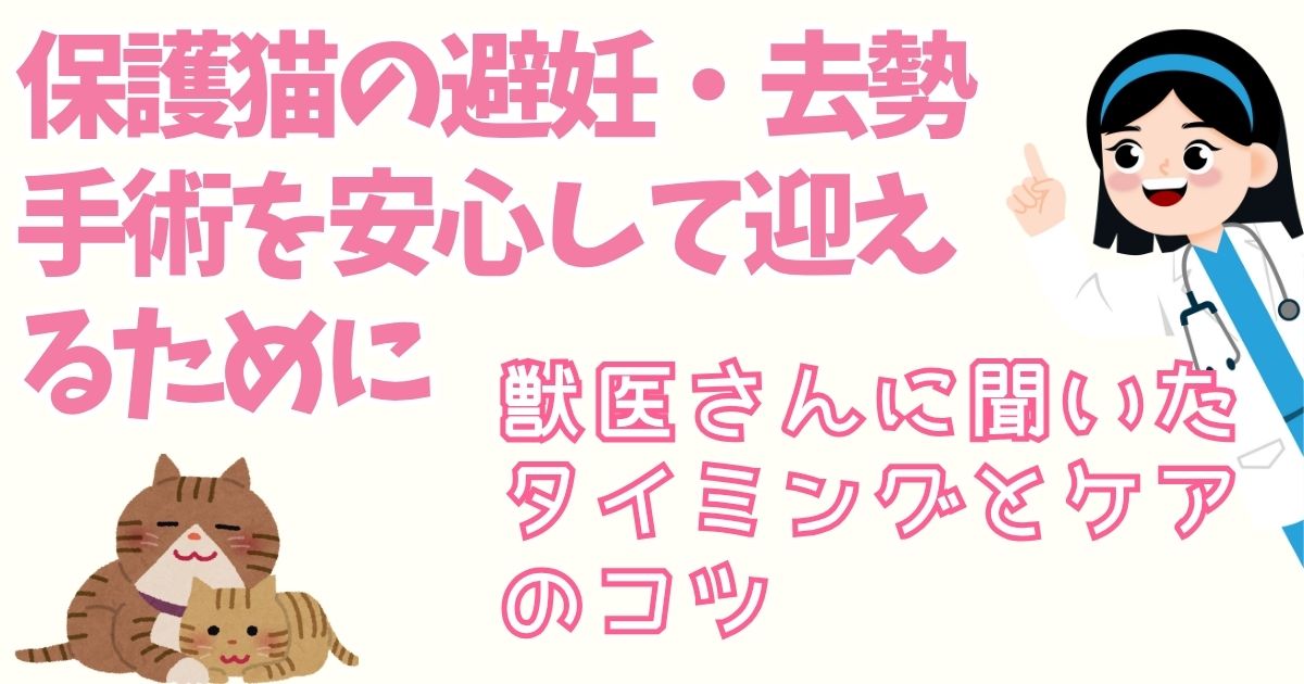 保護猫の避妊・去勢手術を安心して迎えるために｜獣医さんに聞いたタイミングとケアのコツ