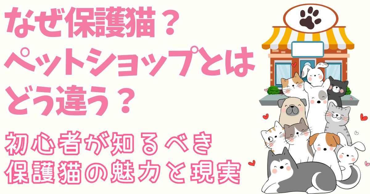 なぜ保護猫？ペットショップとどう違う？初心者が知るべき保護猫の魅力と現実