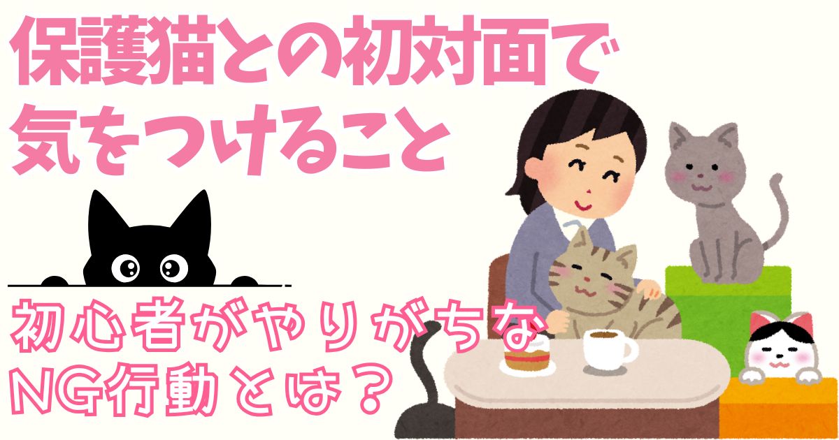 保護猫との初対面で気をつけること｜初心者がやりがちなNG行動とは？