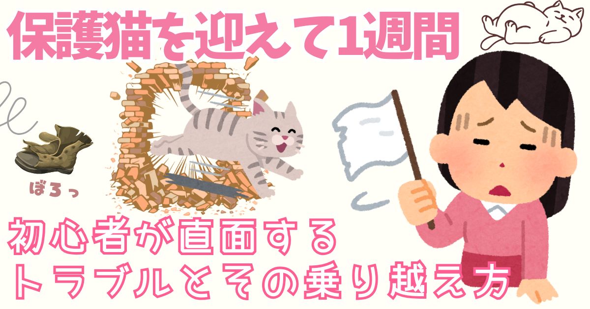 保護猫を迎えて1週間｜初心者が直面するトラブルとその乗り越え方
