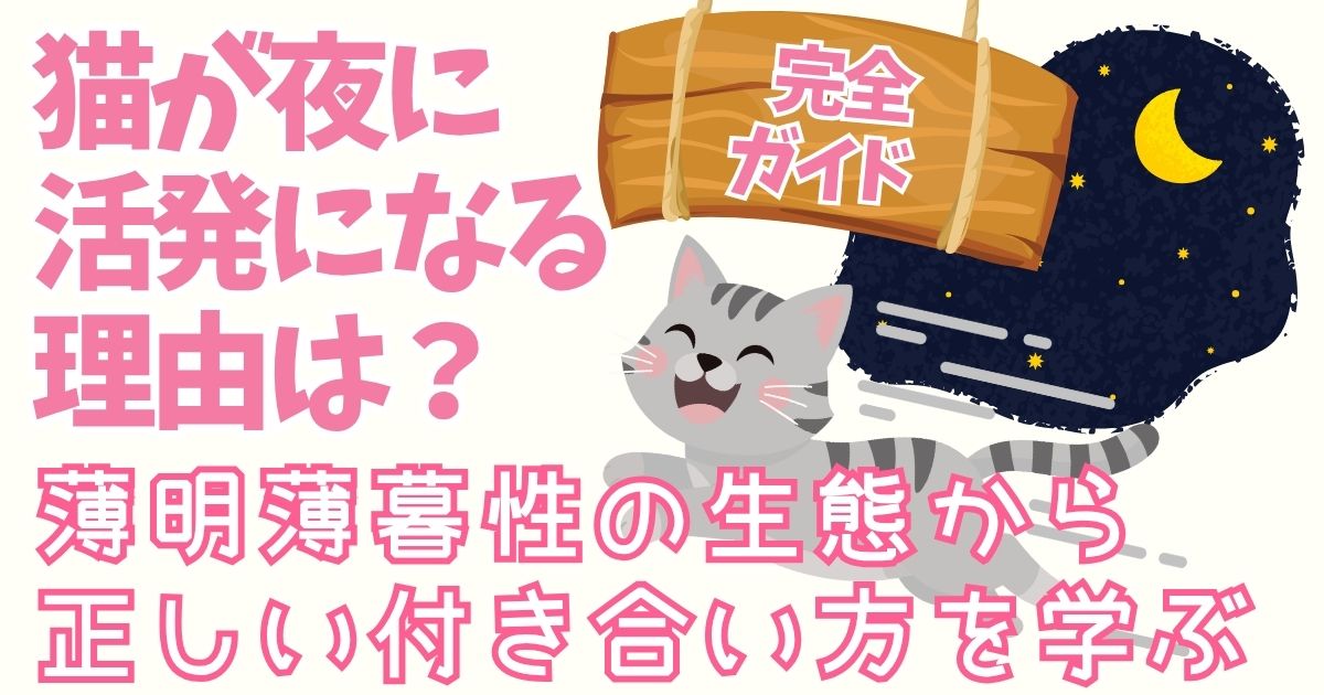 猫が夜に活発になる理由は？｜“薄明薄暮性”の生態から正しい付き合い方を学ぶ完全ガイド