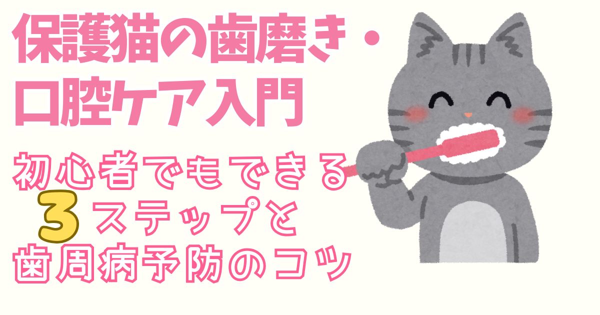 保護猫の歯磨き・口腔ケア入門｜初心者でもできる３ステップと歯周病予防のコツ