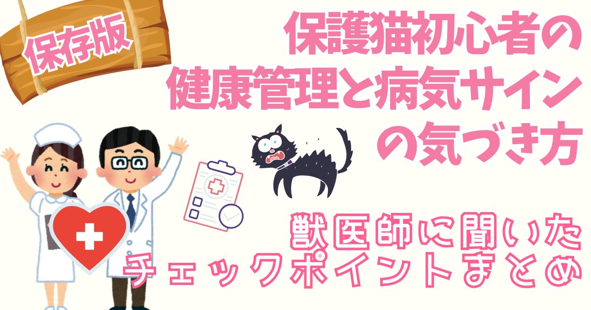 【保存版】保護猫初心者の健康管理と病気サインの気づき方｜獣医師に聞いたチェックポイントまとめ