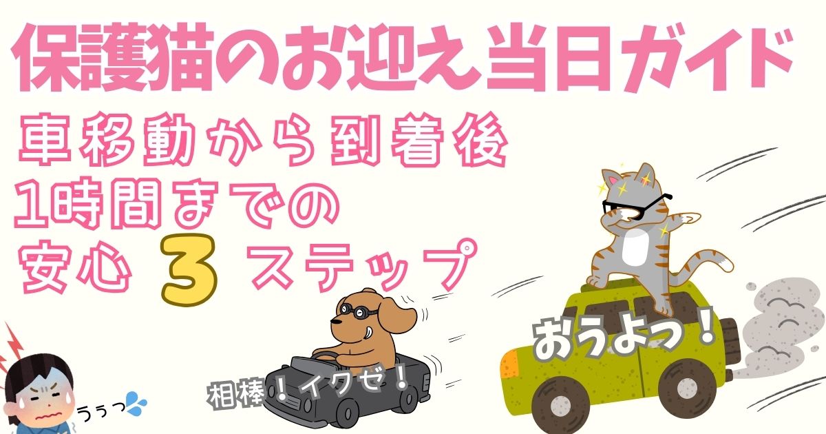 保護猫のお迎え当日ガイド｜車移動から到着後1時間までの安心3ステップ