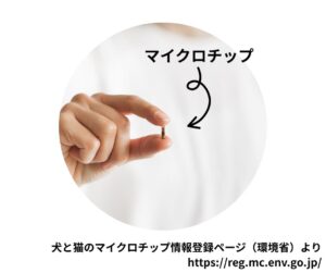 【保存版】保護猫の脱走防止対策と費用徹底比較｜初心者が明日からできる5ステップ＆マイクロチップ活用法