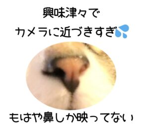 保護猫初心者が学んだ知恵と工夫 ― 一人暮らしでも猫が安心するお留守番のコツ