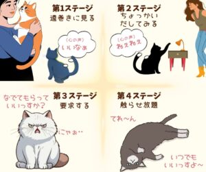 保護猫の甘え方４ステージのイメージ